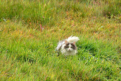 Highslide JS